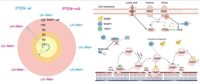 Int J Biol Sci Image