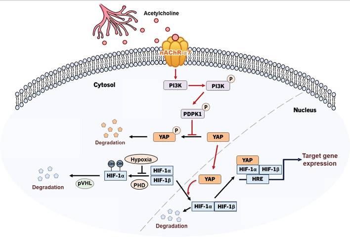 Int J Biol Sci Image