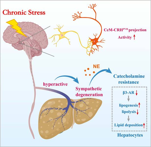 Int J Biol Sci Image