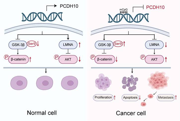 Int J Biol Sci Image