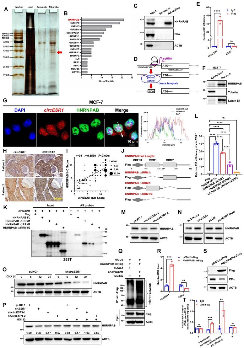 Int J Biol Sci Image