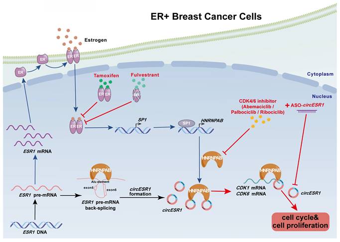 Int J Biol Sci Image