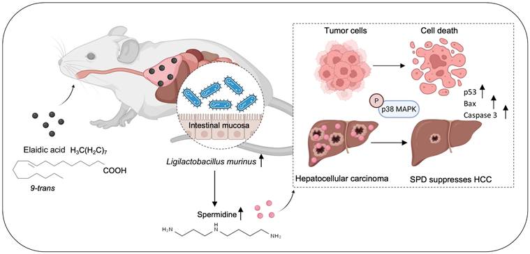 Int J Biol Sci Image