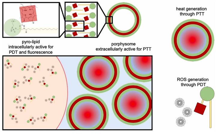 Int J Biol Sci Image