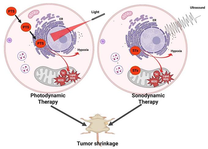 Int J Biol Sci Image