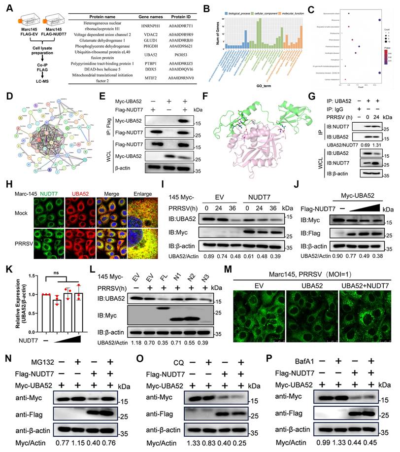 Int J Biol Sci Image
