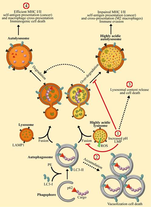 Int J Biol Sci Image