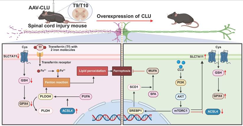 Int J Biol Sci Image