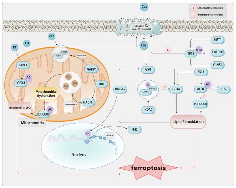 Int J Biol Sci Image