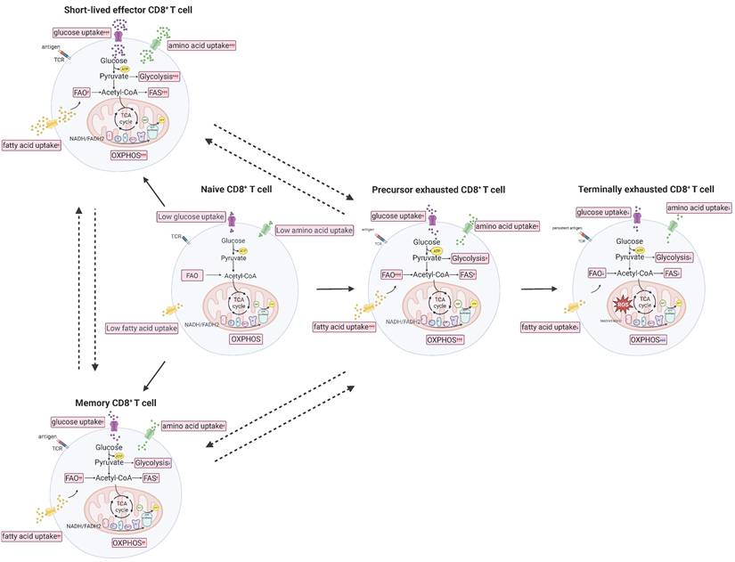 Int J Biol Sci Image