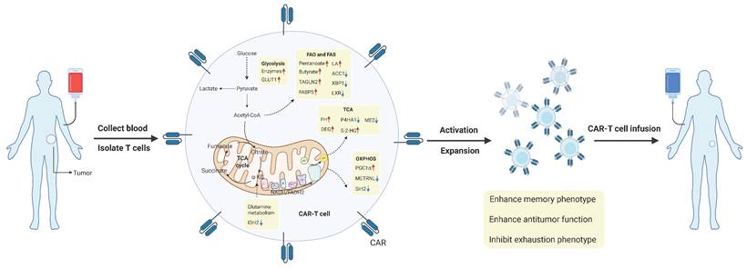 Int J Biol Sci Image