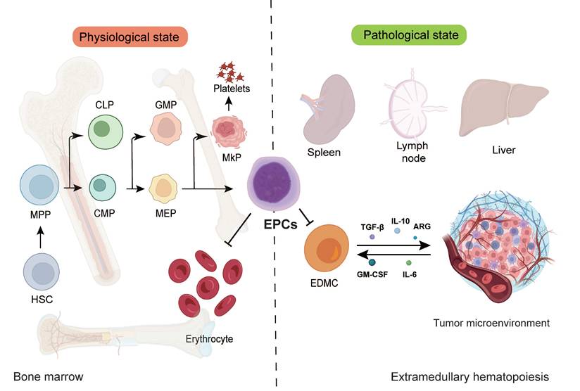 Int J Biol Sci Image