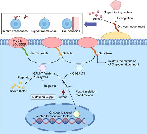 Int J Biol Sci Image