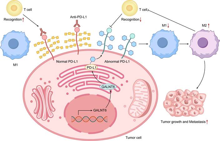 Int J Biol Sci Image