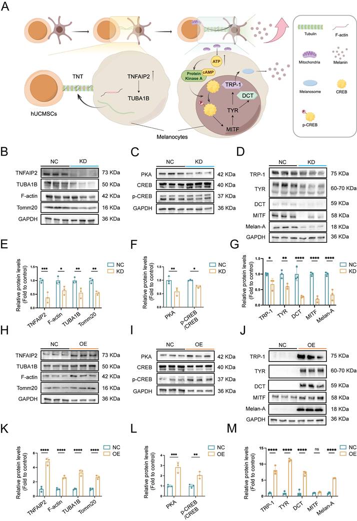 Int J Biol Sci Image