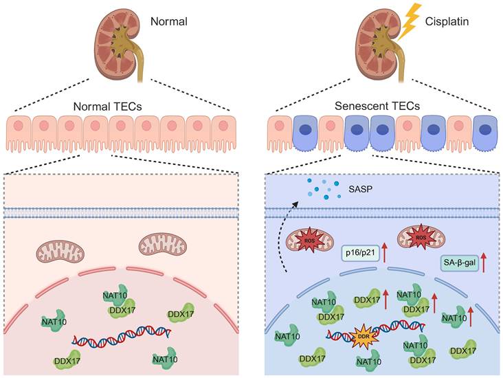 Int J Biol Sci Image