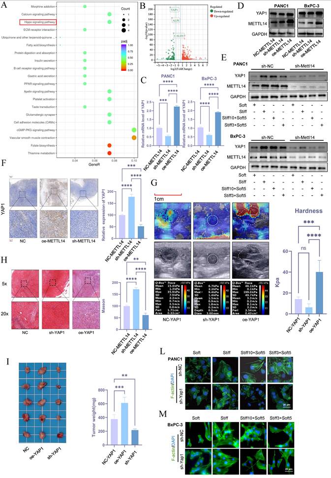 Int J Biol Sci Image