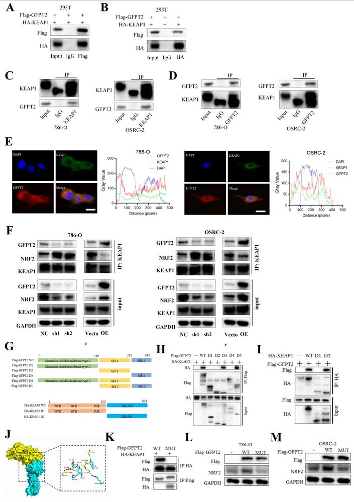 Int J Biol Sci Image