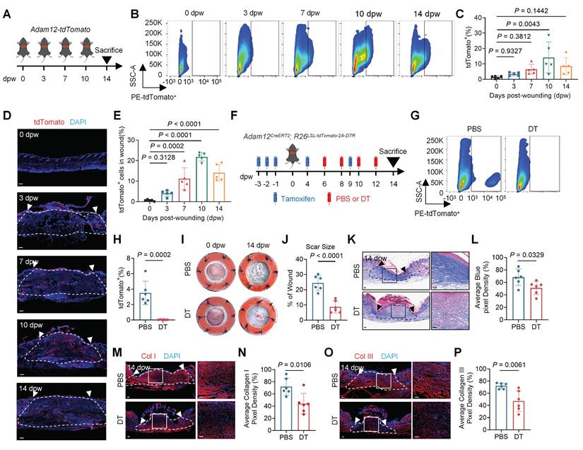 Int J Biol Sci Image
