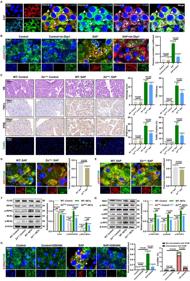 Int J Biol Sci Image