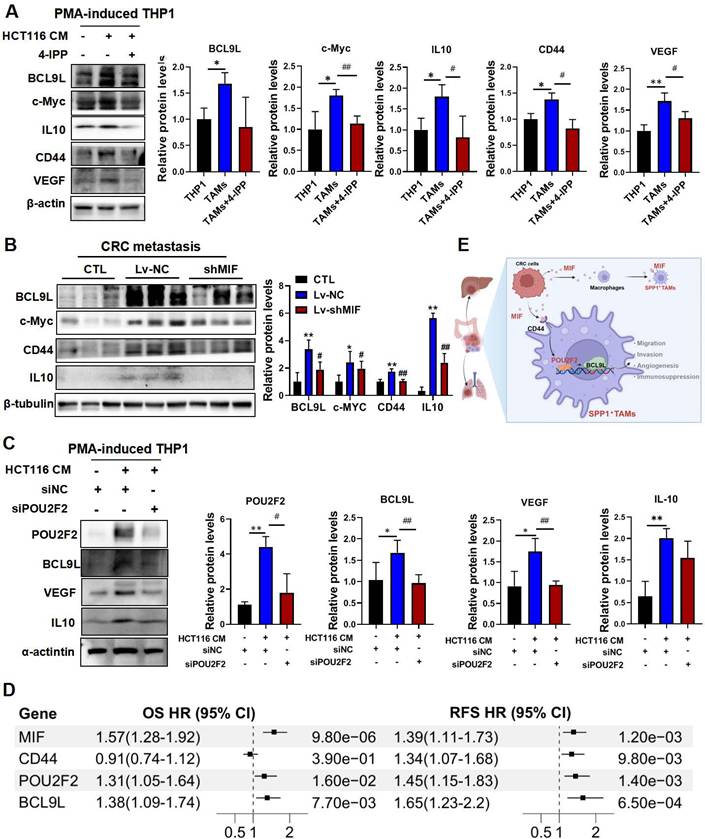 Int J Biol Sci Image