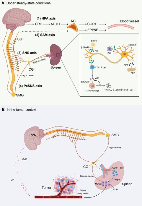 Int J Biol Sci Image