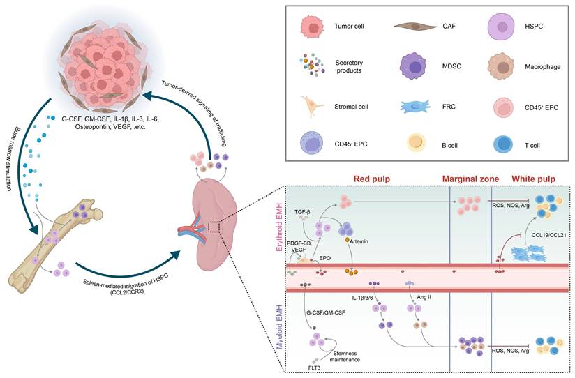 Int J Biol Sci Image