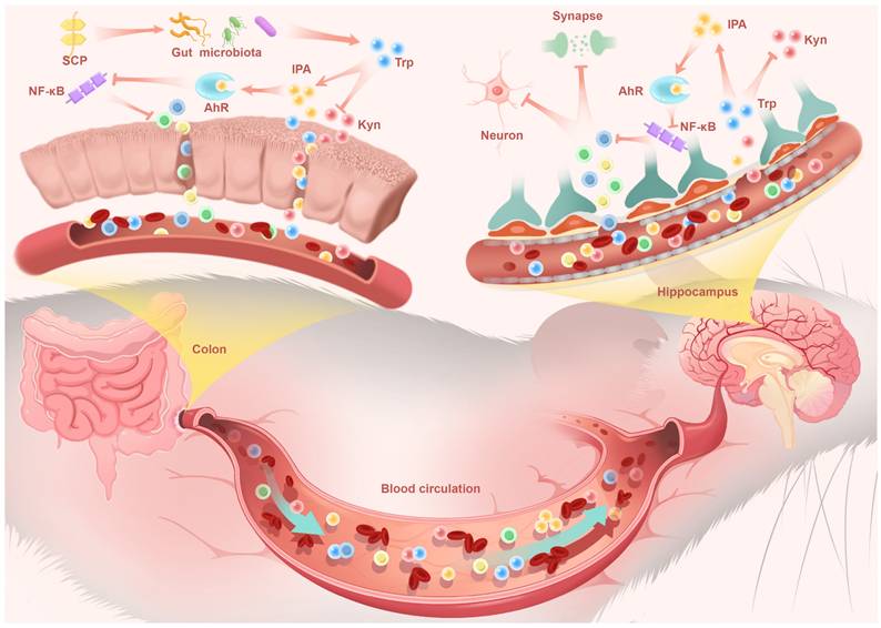 Int J Biol Sci Image