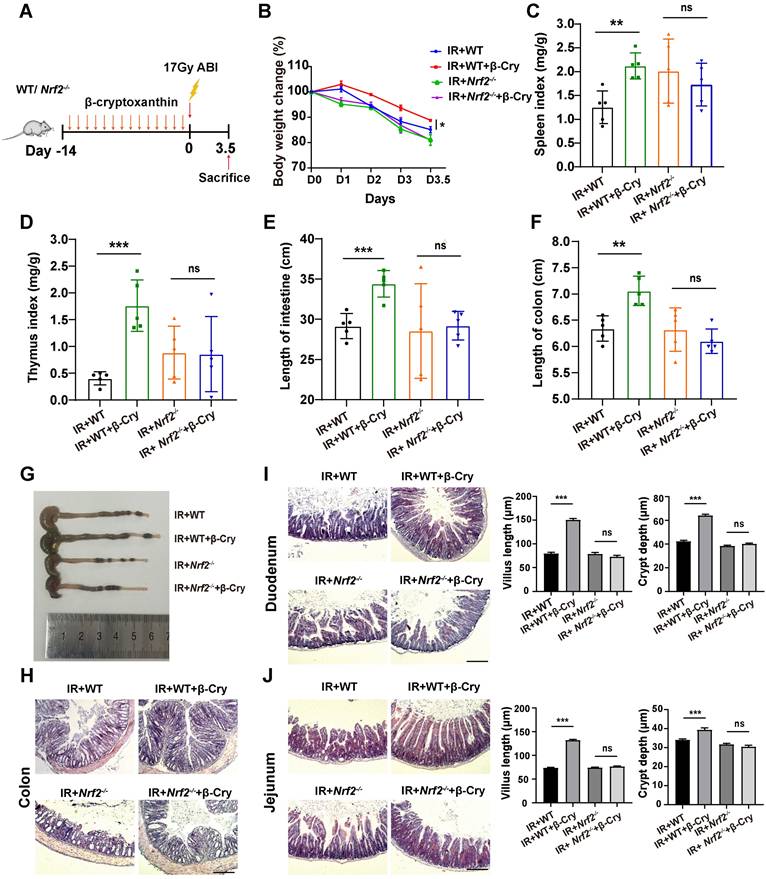 Int J Biol Sci Image