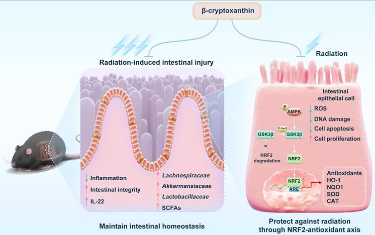 Int J Biol Sci Image