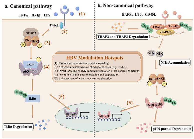 Int J Biol Sci Image