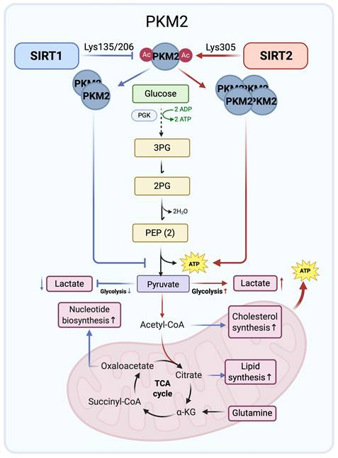 Int J Biol Sci Image