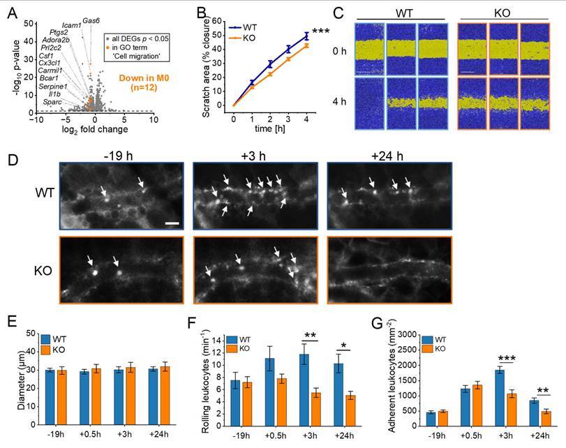 Int J Biol Sci Image