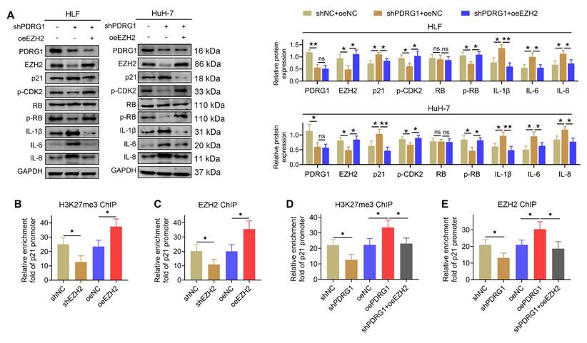 Int J Biol Sci Image