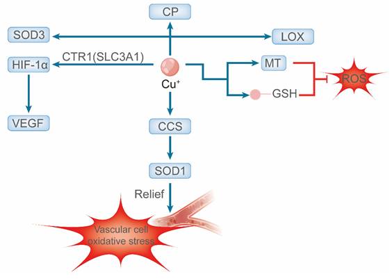 Int J Biol Sci Image