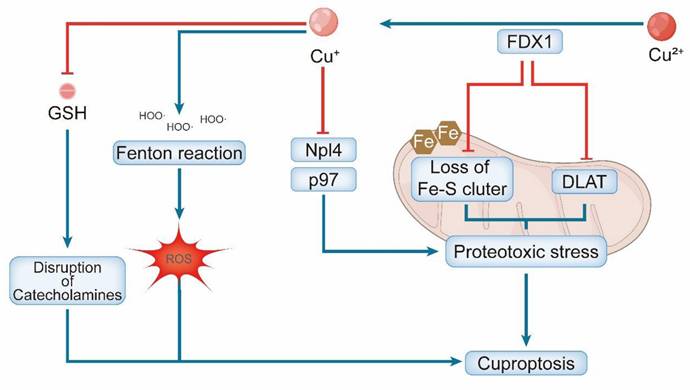 Int J Biol Sci Image