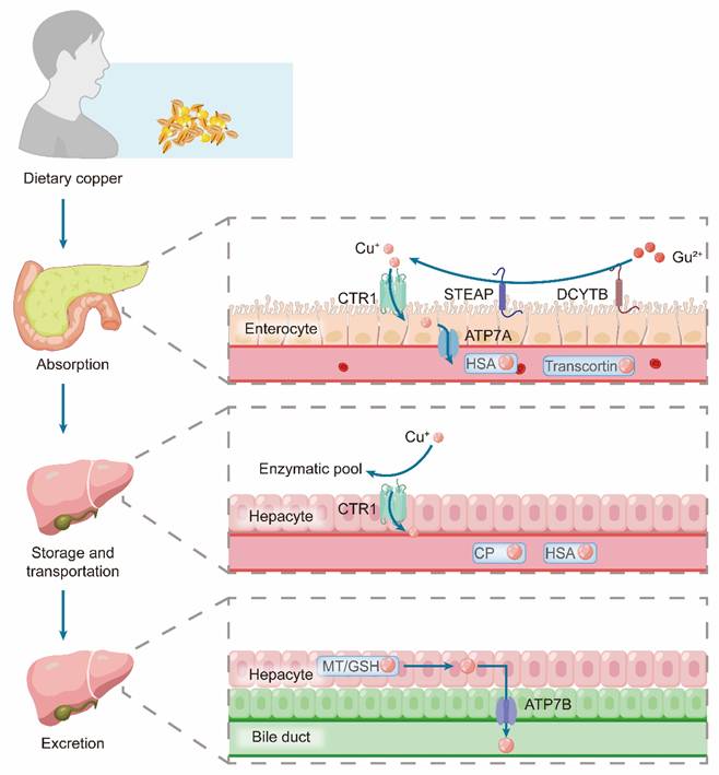 Int J Biol Sci Image