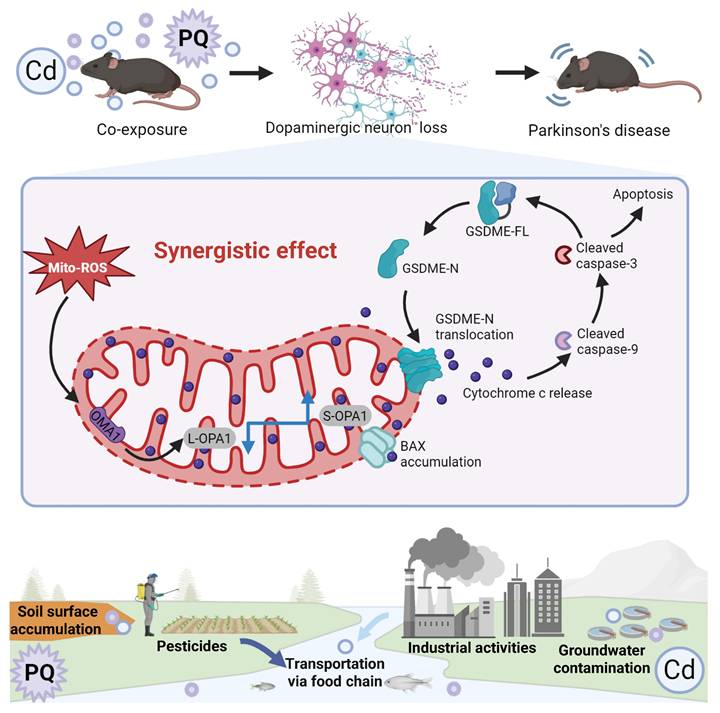 Int J Biol Sci Image
