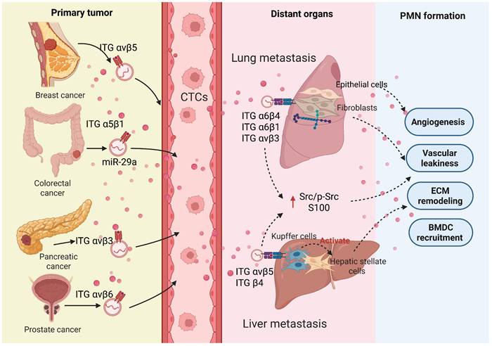 Int J Biol Sci Image