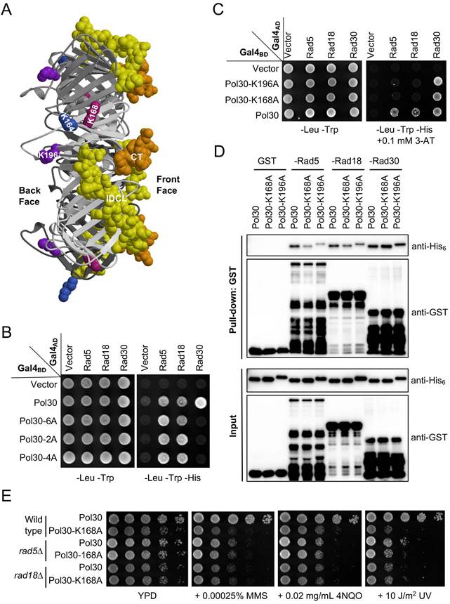 Int J Biol Sci Image