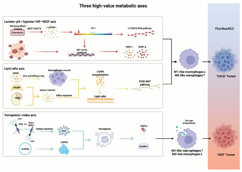 Int J Biol Sci Image