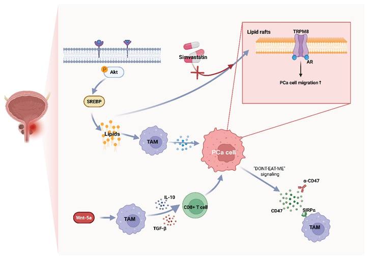 Int J Biol Sci Image