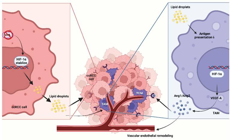 Int J Biol Sci Image
