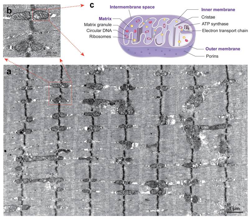 Int J Biol Sci Image
