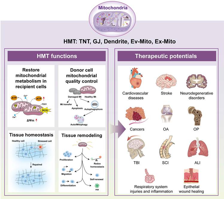 Int J Biol Sci Image