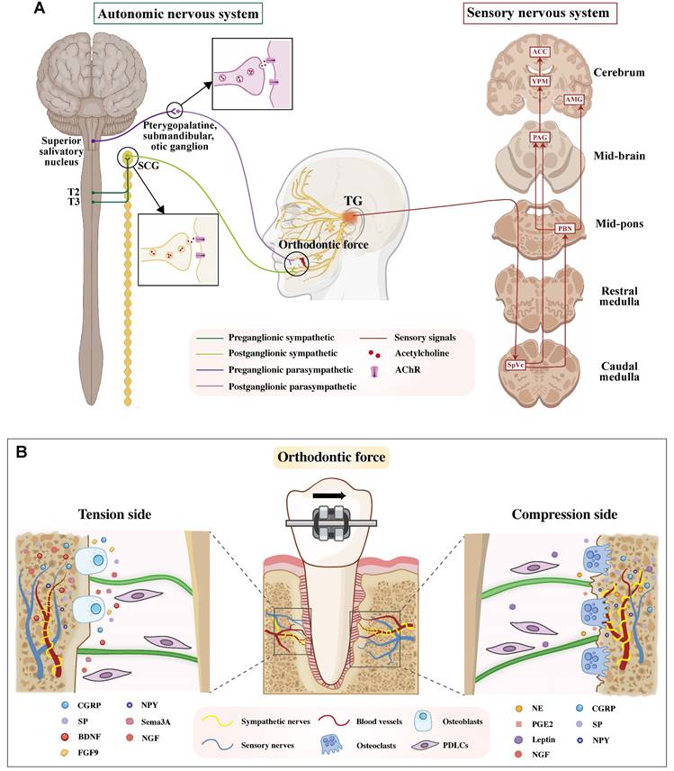 Int J Biol Sci Image