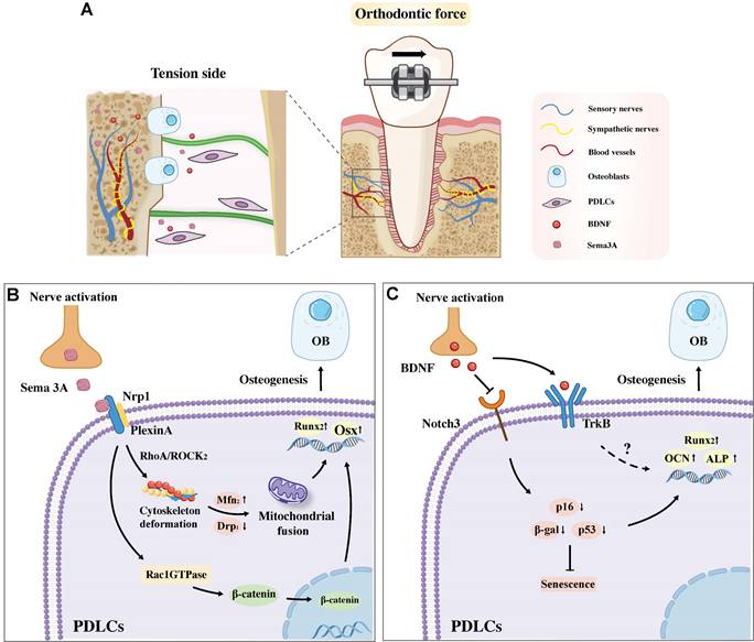 Int J Biol Sci Image
