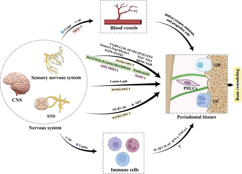 Int J Biol Sci Image