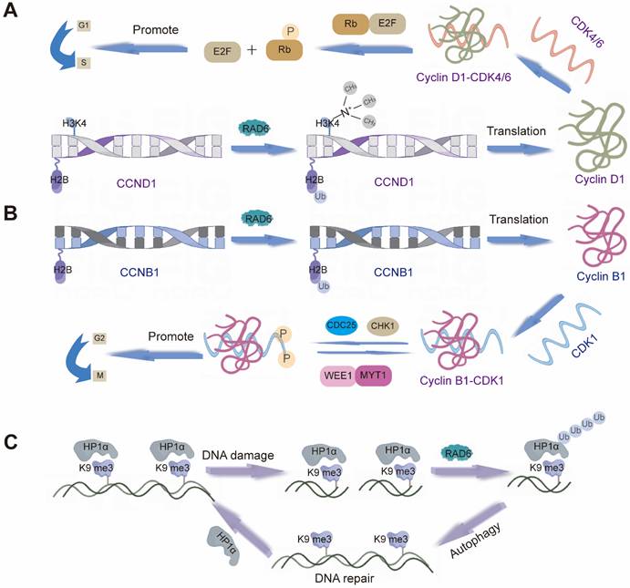 Int J Biol Sci Image