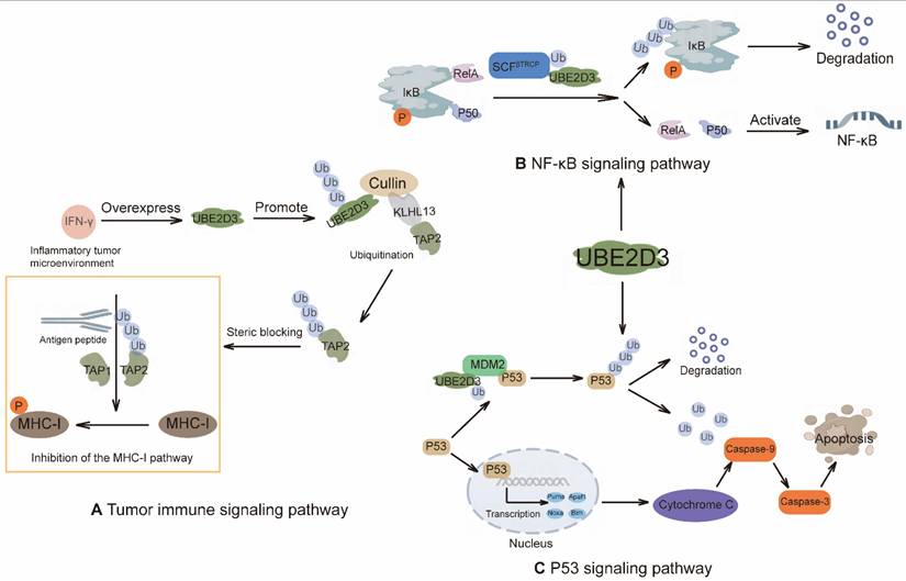 Int J Biol Sci Image